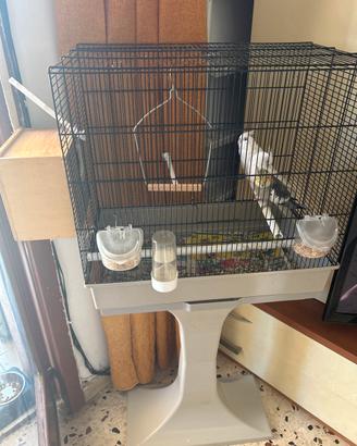 Gabbia completa di calopsite