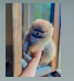 Pomerania MINI orange brillante selezionato