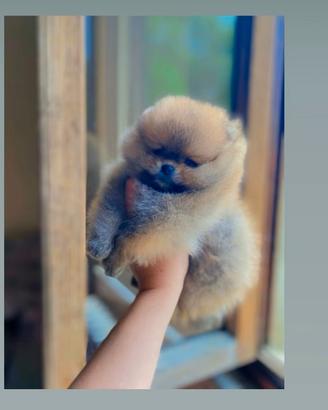 Pomerania MINI orange brillante selezionato