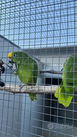 Amazzoni fronte gialla