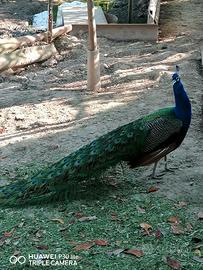 Uccelli