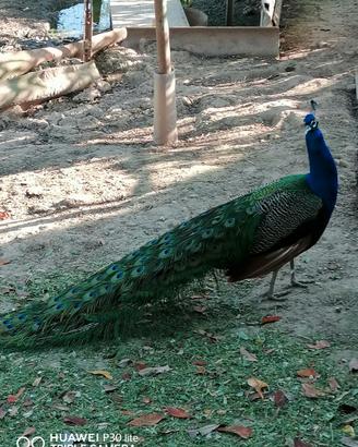 Uccelli