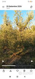 Oliveto