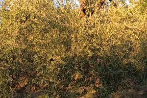 Oliveto