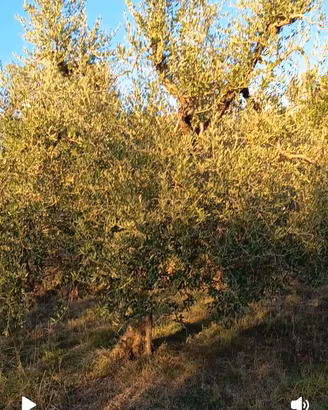 Oliveto