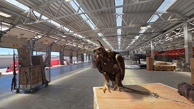 Aquila Reale Femmina