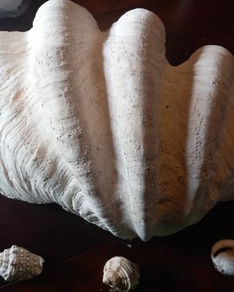 tridacna gigante 60 × 40 cm,  provenienza  Males