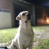 Labrador maschio pronto per accoppiamento