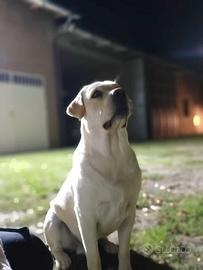 Labrador maschio pronto per accoppiamento