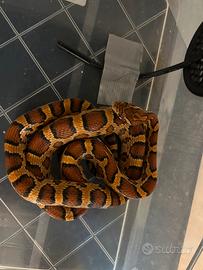 Pantherophis guttatus