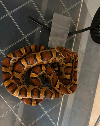 Pantherophis guttatus