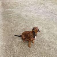 Cane femmina dachsbracke