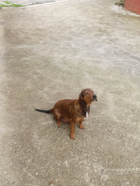 Cane femmina dachsbracke