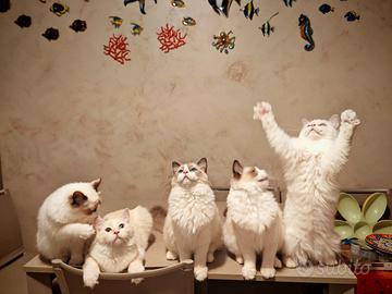 Ragdoll cucciolo