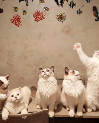 Ragdoll cucciolo
