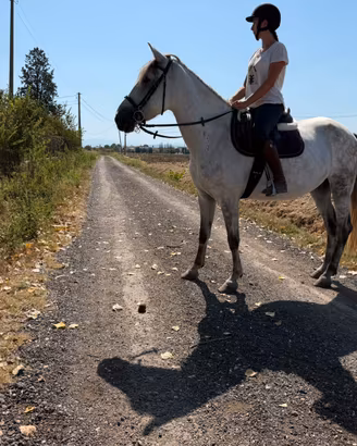 Cavallo per Passeggiate