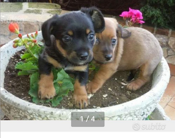 Cuccioli di maltese/ jack Russell