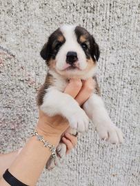 Cucciola meticcia ?