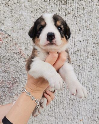 Cucciola meticcia ?