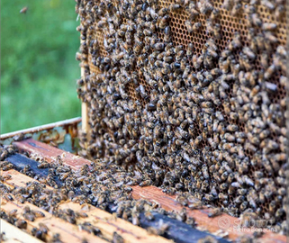 Famiglie di api su 9/10 telai