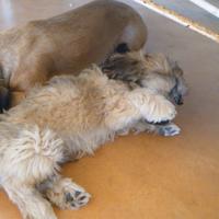 Cucciolo di 3 mesi e mezzo di piccola taglia