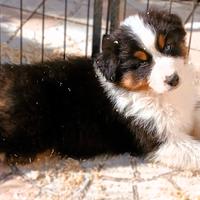 Cucciolo Pastore Australiano