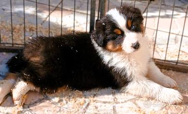Cucciolo Pastore Australiano