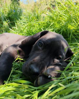Cucciolo alano nero