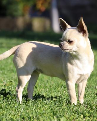 Chihuahua