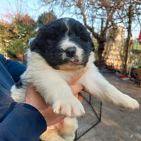 Cucciola Terranova inc