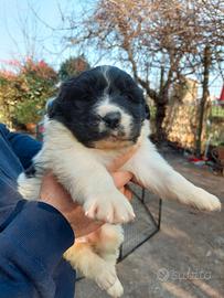 Cucciola Terranova inc