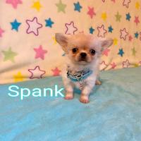 Chihuahua maschio a pelo lungo con pedigree enci