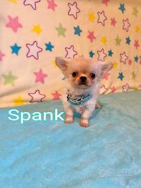 Chihuahua maschio a pelo lungo con pedigree enci