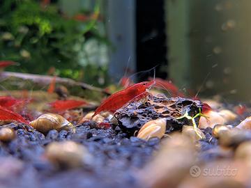 Neocaridine Davidi "Bloody Mary"