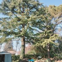  Legna: Cedro e Pino Marittimo da abbattere