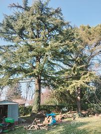  Legna: Cedro e Pino Marittimo da abbattere