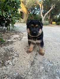 Pastore tedesco cuccioli