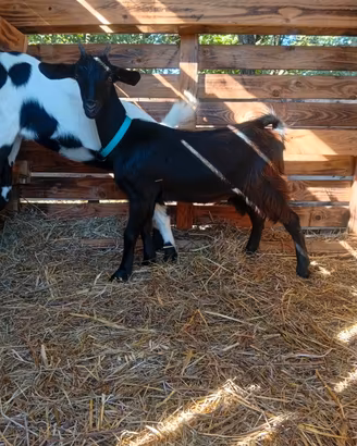 capra femmina 