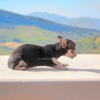 Cucciolo di Chihuahua nerofocato
