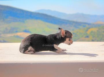 Cucciolo di Chihuahua nerofocato