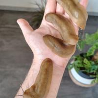 Lumache / limacce esotiche