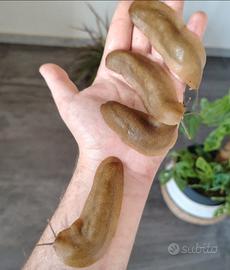 Lumache / limacce esotiche