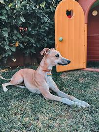 Whippet femmina pronta per monta