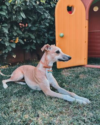 Whippet femmina pronta per monta