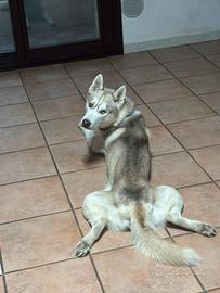 Husky