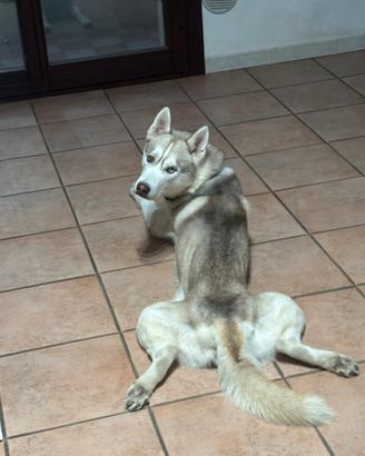Husky