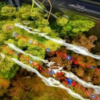 piante acquario sessiliflora e cabomba