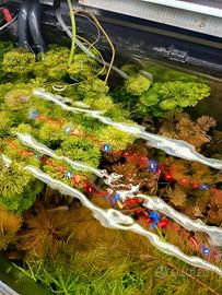piante acquario sessiliflora e cabomba