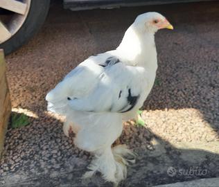 Pulcinotti Brahma