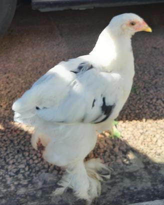 Pulcinotti Brahma
